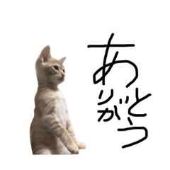 [LINEスタンプ] ひのき猫のよく使う？スタンプ