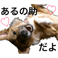 [LINEスタンプ] あるちゃん パート2