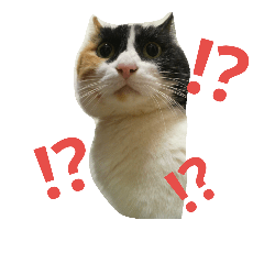 [LINEスタンプ] 不機嫌そうな顔したネコさん
