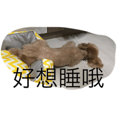 [LINEスタンプ] Dog+Cat