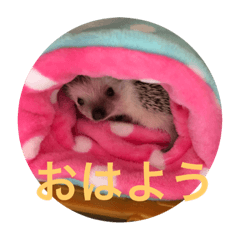 [LINEスタンプ] ハリネズミもちの日常、