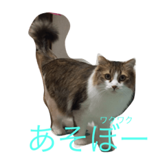 [LINEスタンプ] chocosan stamp