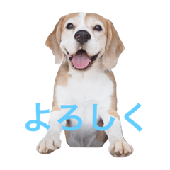 [LINEスタンプ] beagle sw.Kiyotoの画像（メイン）