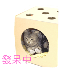 [LINEスタンプ] Catcrazy Lives