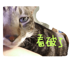 [LINEスタンプ] Alumiddle - two cats` worldの画像（メイン）