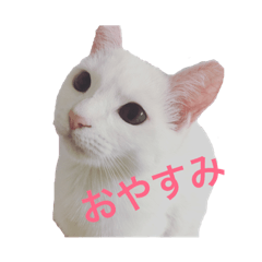 [LINEスタンプ] ゆずにゃんこスタンプ