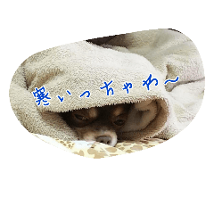 [LINEスタンプ] 宮崎犬