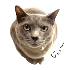 [LINEスタンプ] うちのきまぐれねこさん1