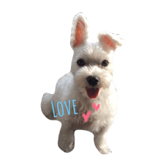 [LINEスタンプ] チロとドル  ~私の友達~