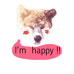 [LINEスタンプ] 秋田犬・柴犬スタンプ