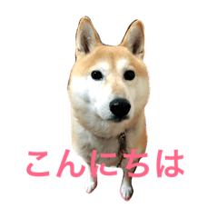 [LINEスタンプ] 柴犬すず
