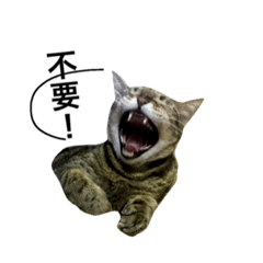 [LINEスタンプ] catx5