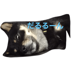 [LINEスタンプ] 忠犬クロ公