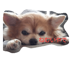 [LINEスタンプ] 犬と子供とその他