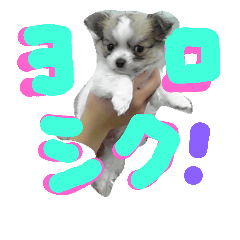 [LINEスタンプ] a life chiwawa