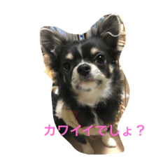 [LINEスタンプ] 愛犬との日々