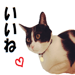 [LINEスタンプ] スタンプだけで会話する猫