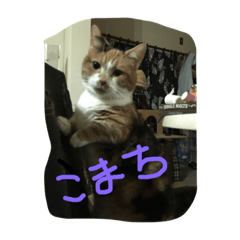 [LINEスタンプ] くりさんちのニャン5