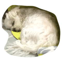 [LINEスタンプ] レモ犬