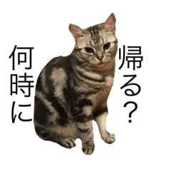 [LINEスタンプ] 日常で使える犬.猫スタンプ