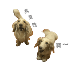 [LINEスタンプ] Dachshund - Bobe ＆ Yami Daily life