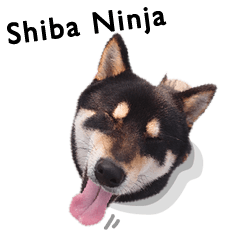 [LINEスタンプ] Shiba Ninjaの画像（メイン）