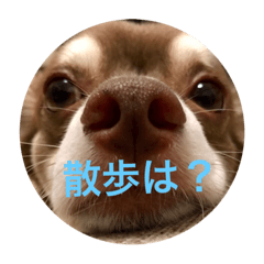 [LINEスタンプ] デカチワワモカのスタンプ