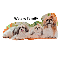 [LINEスタンプ] sweet shih tzu home