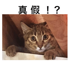 [LINEスタンプ] Our Little Cat Niu Niu