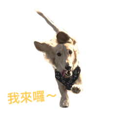 [LINEスタンプ] LuLu my baby love you