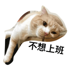[LINEスタンプ] QQ cute cat