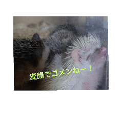 [LINEスタンプ] ハリネズミ＆フクロモモンガ