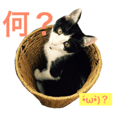 [LINEスタンプ] 保護猫チームHARNA