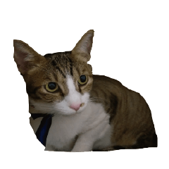 [LINEスタンプ] magi cat