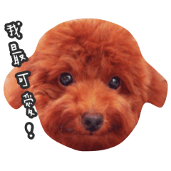 [LINEスタンプ] poodle yoyo 1