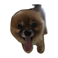 [LINEスタンプ] My name is Happy.