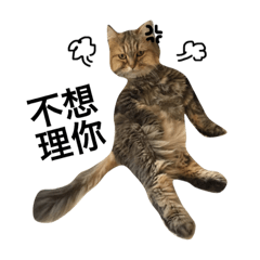 [LINEスタンプ] 毎日のタイガー