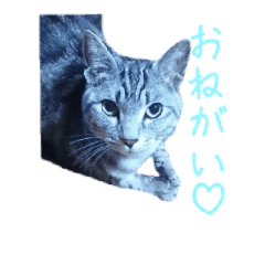 [LINEスタンプ] 猫と犬、時々うさぎ