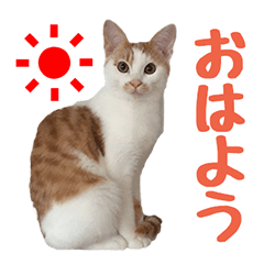 [LINEスタンプ] 風のご挨拶