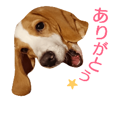 [LINEスタンプ] beagle's sticker