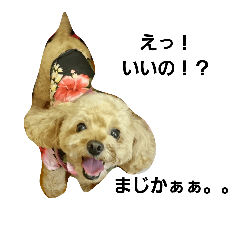 [LINEスタンプ] トイプードルウニ