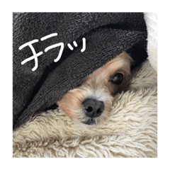 [LINEスタンプ] マルプー♥️愛犬ベル 日本語ver