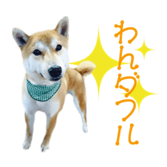 [LINEスタンプ] 柴犬タロウの日常(敬語編)