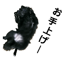 [LINEスタンプ] くろわんこ2