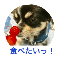 [LINEスタンプ] Chihuahua （空太）Happy！ 04 want to ‥