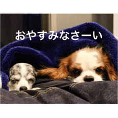 [LINEスタンプ] レオンとこむぎ②