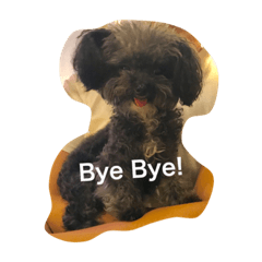 [LINEスタンプ] Poodle BUNNY everyday！