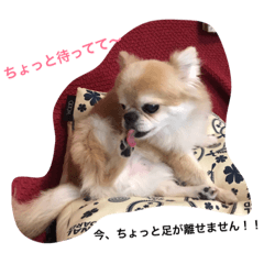 [LINEスタンプ] むさしとはな、たまにミミ