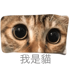 [LINEスタンプ] Fi Fi