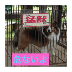 [LINEスタンプ] 大きな シェルティ
